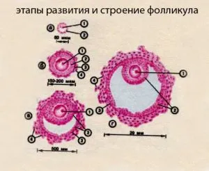 Фоликули в яйчниците, че е