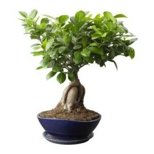 Женшен Ficus (Ficus microcarpa женшен) грижи, размножаване и разсаждане