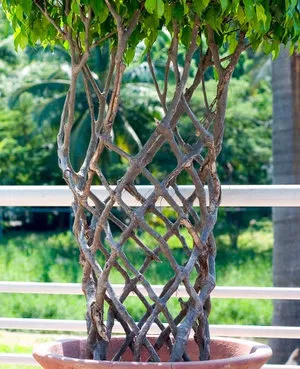 Ficus Еластика как да се образуват корона у дома