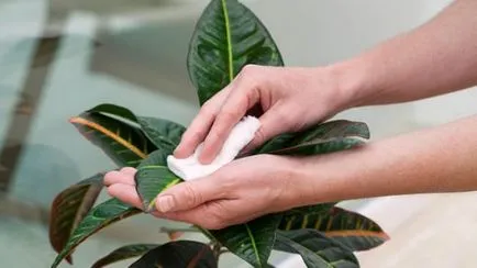 Ficus Еластика формиране на короната, как да се намали и оформянето на короната правилно, правилата