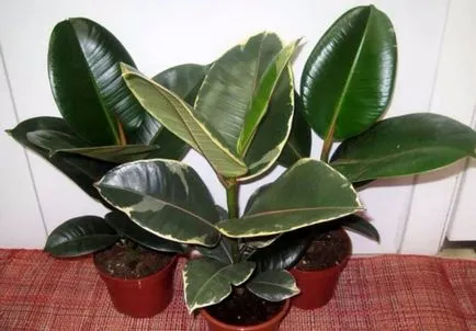 Ficus Еластика как да се образуват корона у дома