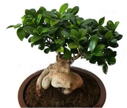 Ficus Ginseng mikrokarpa грижи у дома, за разплод