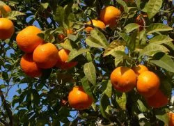 Къде портокали растат