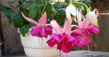 отглеждане Fuchsia и грижи у дома, пресаждане, торене (у дома) отглеждане Fuchsia и грижи у дома, пресаждане, торене