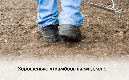 Lawn им ръце снимки, видео инструкция