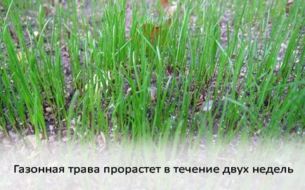 Lawn им ръце снимки, видео инструкция
