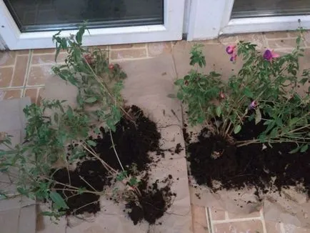 отглеждане Fuchsia и грижи у дома, пресаждане, торене (условия) отглеждане Fuchsia и грижи у дома, пресаждане, торене