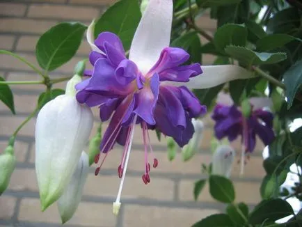 отглеждане Fuchsia и грижи у дома, пресаждане, торене (у дома) отглеждане Fuchsia и грижи у дома, пресаждане, торене
