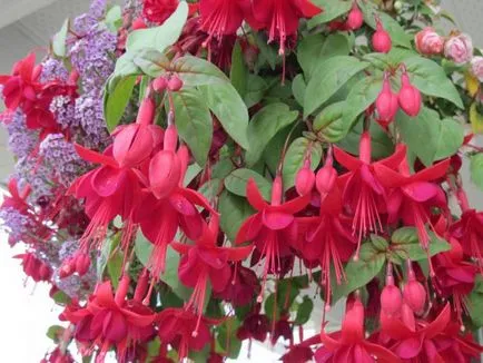 отглеждане Fuchsia и грижи у дома, пресаждане, торене (трансплантация) отглеждане Fuchsia и грижи у дома, пресаждане, торене