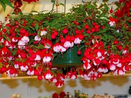 отглеждане Fuchsia и грижи у дома, пресаждане, торене (у дома) отглеждане Fuchsia и грижи у дома, пресаждане, торене