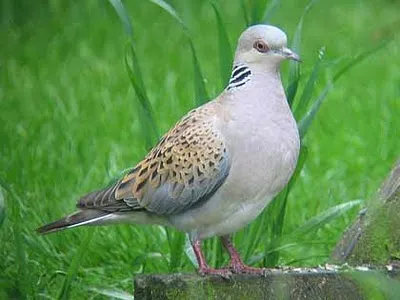Dove почука или удари, или седеше на прозореца