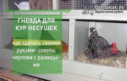 Гнезда за кокошки носачки чертежи, трикове и съвети