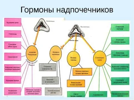Хормоните надбъбречната кора мозък (кора) Хормони в надбъбречната кора медула