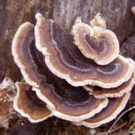Polypore гъби - снимка и описание, видове, предимства и вреди, лечебни свойства