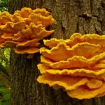 Polypore гъби - снимка и описание, видове, предимства и вреди, лечебни свойства