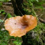 Polypore гъби - снимка и описание, видове, предимства и вреди, лечебни свойства