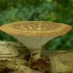 Polypore гъби - снимка и описание, видове, предимства и вреди, лечебни свойства