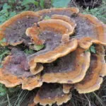Polypore гъби - снимка и описание, видове, предимства и вреди, лечебни свойства