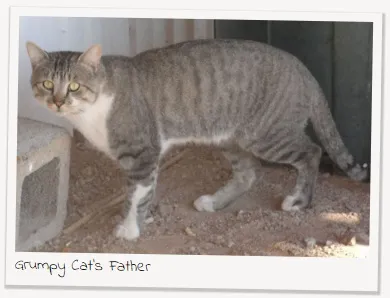 Гръмпи котка, memepedia