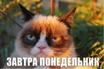 Гръмпи котка, memepedia