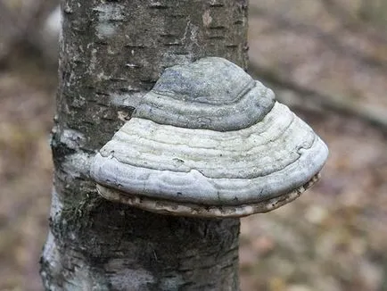 Polypore гъби снимки, видеоклипове и описание, хранителни или не, какви прахан общо