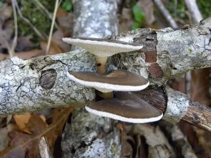 Polypore гъби снимки, видеоклипове и описание, хранителни или не, какви прахан общо