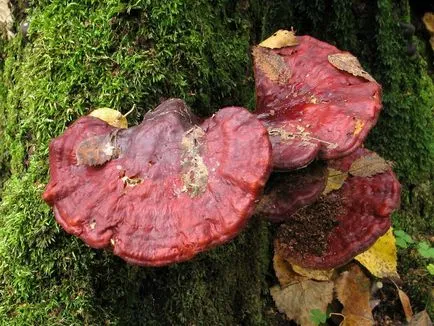 Polypore гъби снимки, видеоклипове и описание, хранителни или не, какви прахан общо