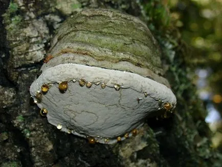 Polypore гъби снимки, видеоклипове и описание, хранителни или не, какви прахан общо