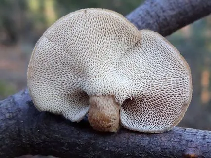 Polypore гъби снимки, видеоклипове и описание, хранителни или не, какви прахан общо