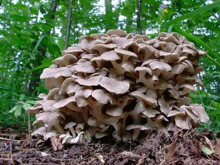 Polypore гъби снимки, видеоклипове и описание, хранителни или не, какви прахан общо