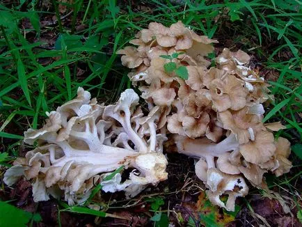 Polypore гъби снимки, видеоклипове и описание, хранителни или не, какви прахан общо