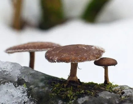 Polypore гъби - снимка и описание, видове, предимства и вреди, лечебни свойства