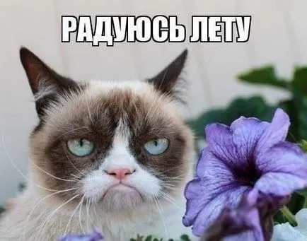 Гръмпи котка, memepedia