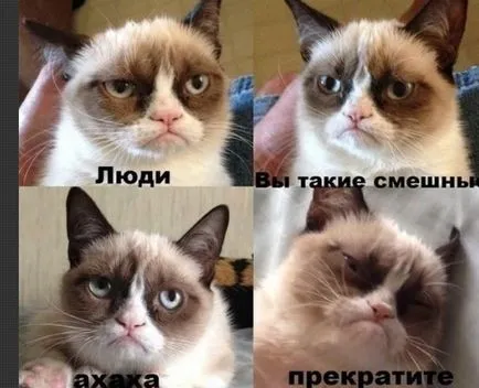 Гръмпи котка, memepedia