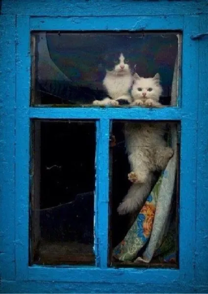 Илюстрации на приказка Котаракът в чизми Images