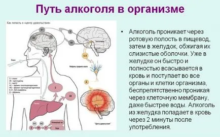 Как бързо да алкохол от тялото