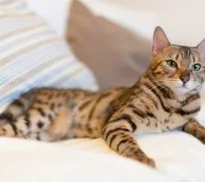описание порода, снимки, цена котенца, мнения Бенгалия котка