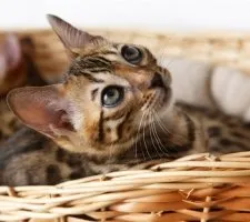 описание порода, снимки, цена котенца, мнения Бенгалия котка