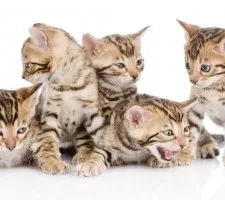 описание порода, снимки, цена котенца, мнения Бенгалия котка