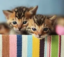 описание порода, снимки, цена котенца, мнения Бенгалия котка