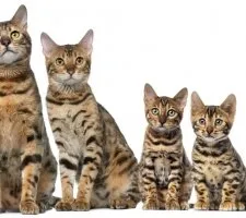 описание порода, снимки, цена котенца, мнения Бенгалия котка
