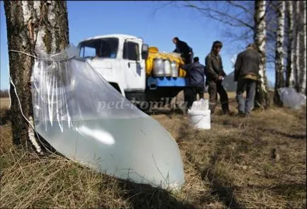 Birch на паната с ръцете си за проектиране на детска градина