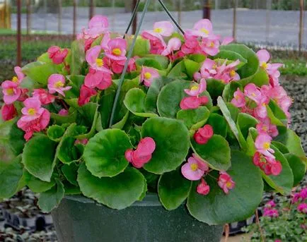 Begonia грижи и репродукция в дома
