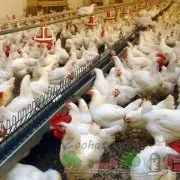 Как и какво да се хранят бройлери съвети и преглед снимка