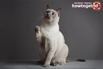 Как да се обучават котка у дома