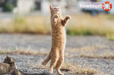 Как да се обучават котка у дома