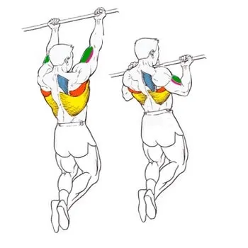 Как да изтеглите бицепс упражнения на хоризонталната лента - тялото училище - бодибилдинг, спорт, фитнес