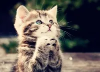Как да се накаже една котка, котка, подходящо наказание за едно коте, котки - кои са те