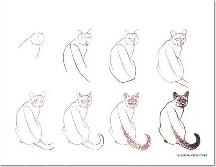 Как да се направи котка