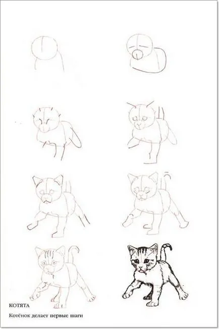 Как да се направи котка